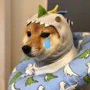 shiba cry