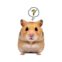 hamster confused