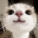 cat forehead