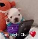 Goodnight pibble