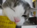 Cat corn