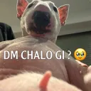 Dm chalogi 