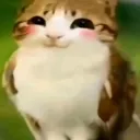 Meowl