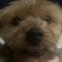 kel’s dog smiling