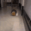 fat rat stealing food
