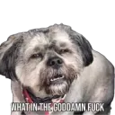 WhatInTheGoddamnFuck