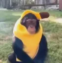 banana munkee