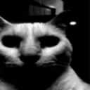darkhigya