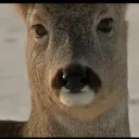 Deer serious