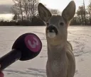 Deer interview