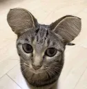 all ears 