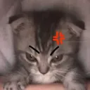 angry kitten