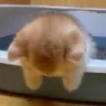 emo cat
