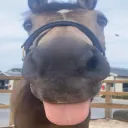 apxh_horsebleh apxh_horsebleh