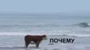 Почему