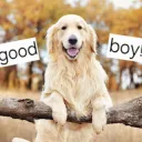 Good boy