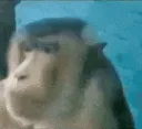monkey side eye