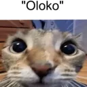 Oloko