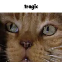 Tragic cat