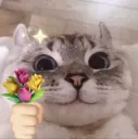 Flower cat