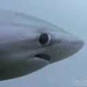 oh