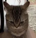 catgrumpyangry