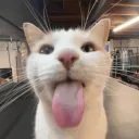 silly