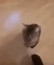 kitty headbutt 