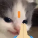 Aurel_Cat_Namaste