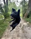 speedydog