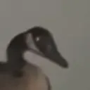 Possessed Goose