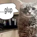 gulp cat