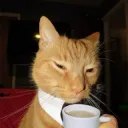 sus cat
