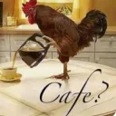 cafe chicken…? hmm?