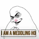 meddling ho