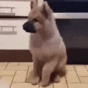excited puppy
