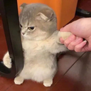 angycat