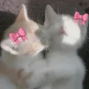 cat kiss