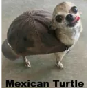 Mexican Turtle {THL}