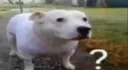 Perro confuso