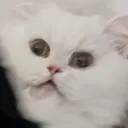Wat