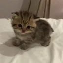 cutiekittycatcat