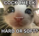 CattoCockCheck