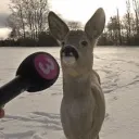 interview deer