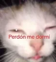 perdon me dormi