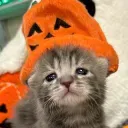 sadpumpkincat