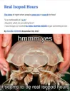 isopods