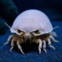 isopod