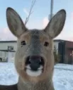 deer