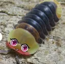 KAWAII ISOPID